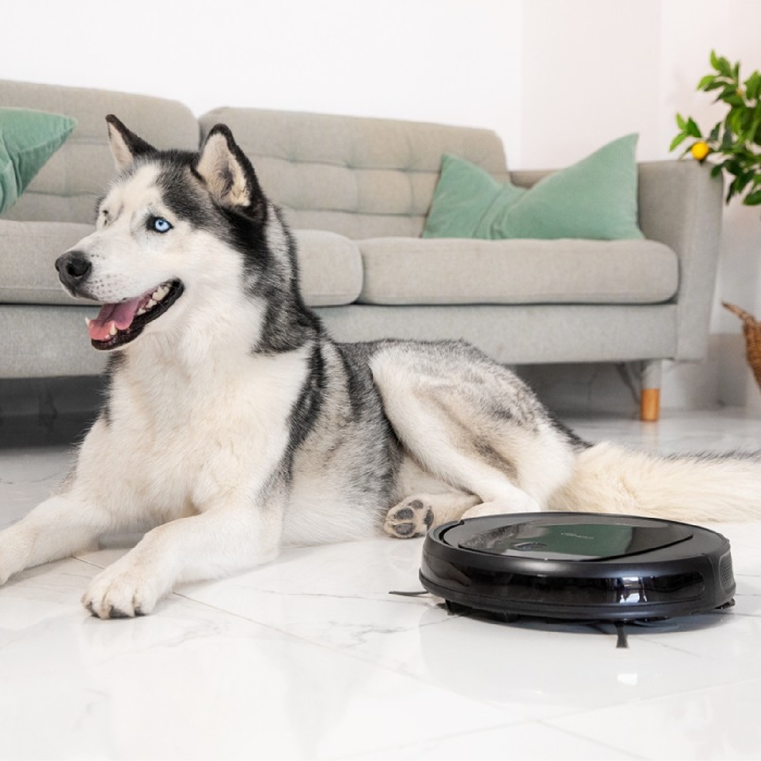 Conga 1990 Connected X - Image 2